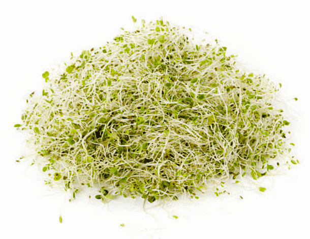 germinations_luzerne