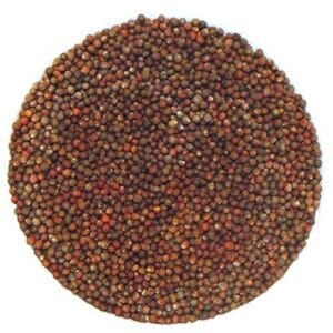 Semences de chou rouge biologique