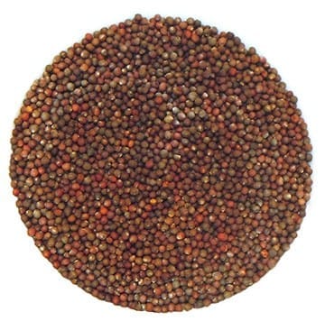 Semences de chou rouge biologique