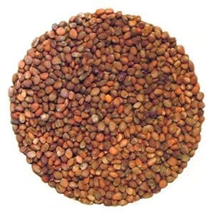 Semences de radis daikon biologique