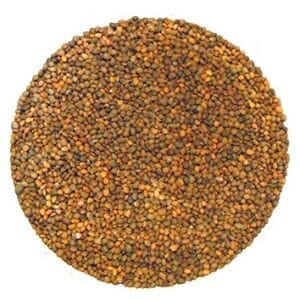 Semences de roquette biologique