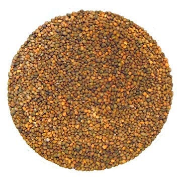 Semences de roquette biologique