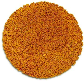 Semences de pousses de cresson biologique