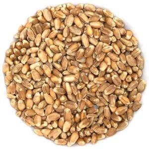 Semences pour Herbe de blé biologique