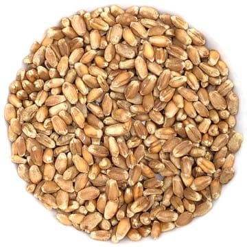 Semences pour Herbe de blé biologique