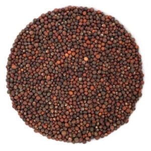 Semences de pousses de kale biologique