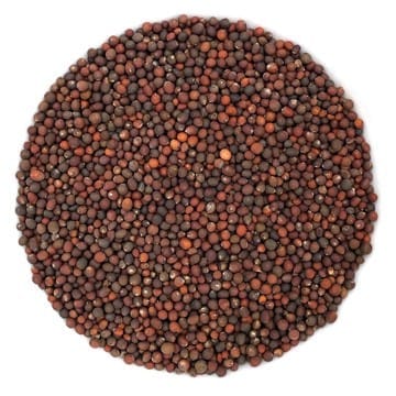 Semences de pousses de kale biologique