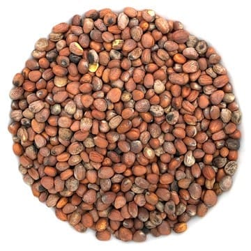 semences pour Pousses de radis biologique