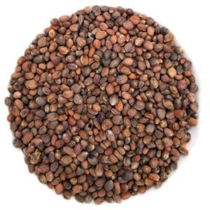 semences de radis biologique pour germination