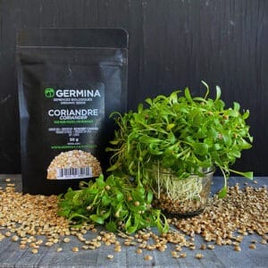 Coriandre-2 copie