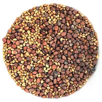 Germix (Alfalfa, Clover, Radish)