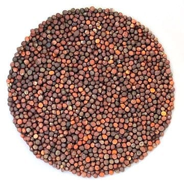 Semences de brocoli biologique