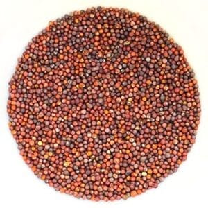 Semences de tatsoi biologique