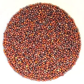 Semences de tatsoi biologique