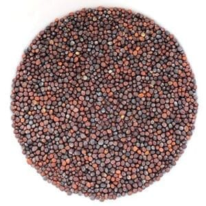 Semences de mizuna biologique