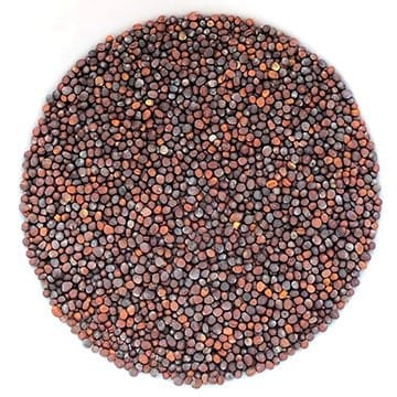 Semences de mizuna biologique