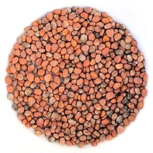 Semences de Radis china rose biologique