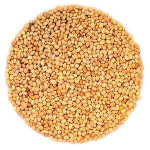 semences de trèfle rouge biologique