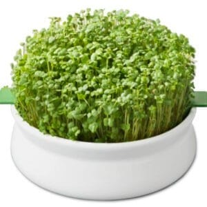 Germoir Ă mucilagineuses