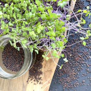 Chou-rave-mauve-2 copie