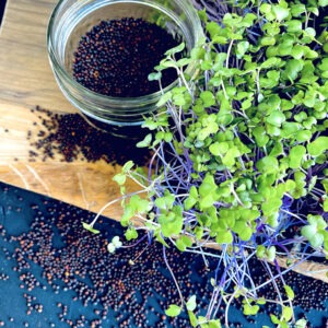 Chou-rave-mauve copie