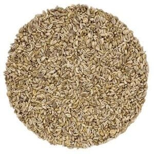 Persil Géant d'Italie biologique