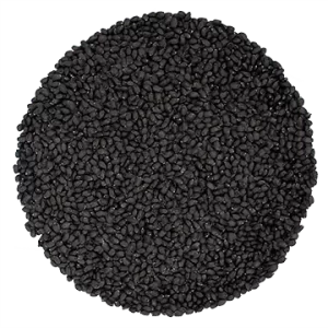 Basilic Genovese biologique