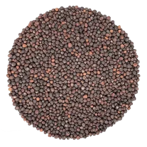 Chou Rave Mauve biologique