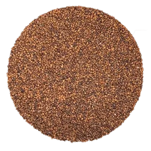 Cresson de Fontaine biologique