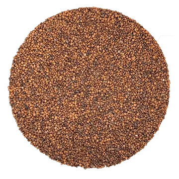 Cresson de Fontaine biologique